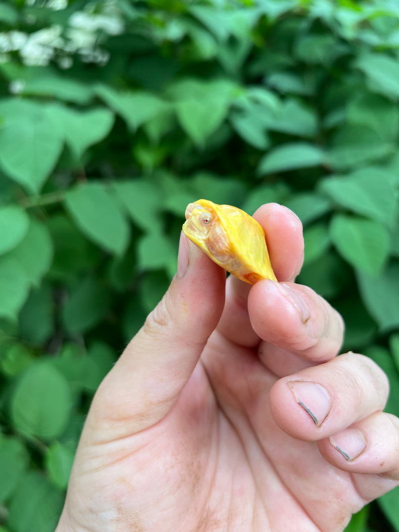 Paradox Albino Red Eared Slider Turtle  2024