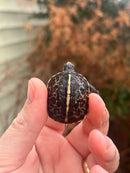 HI YELLOW Florida Box Turtle Baby