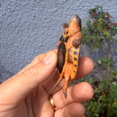 Vietnamese Three-striped Box Turtle