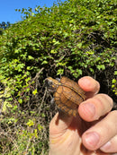 Keeled Box Turtle Baby 2025