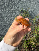 Bourret's Flowerback Box Turtle 2026