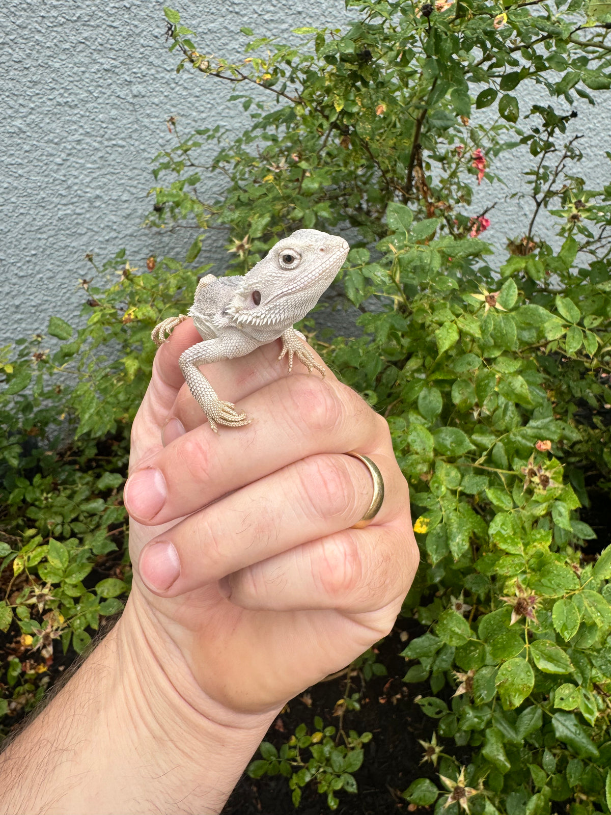 Bearded Dragon Babies For Sale | American Reptile Distributors