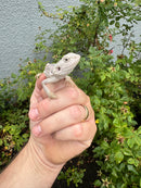 Hypo Zero Bearded Dragon