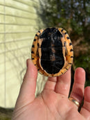 Golden Coin Box Turtle 2023