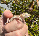 Giant Dune Gecko Adults (Stenodactylus petrii)