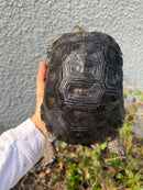 Burmese Black Mountain Tortoise Female