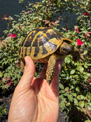 Eastern Hermann's Tortoise Adult Female