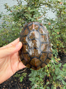 Spanish Pond Turtle Adullt Pair