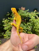 Crimson Red Albino Green Iguana 2026