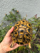 Mesopotamian Greek Tortoise Adult Male
