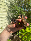Loggerhead Musk Turtle Adult Pair