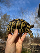 Eastern Hermann's Tortoise Adult Female