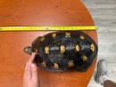Barbados Red Foot Tortoise Adult Female