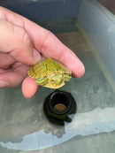 Hi Red Line Bred Pastel Red Eared Slider Turtle 2024