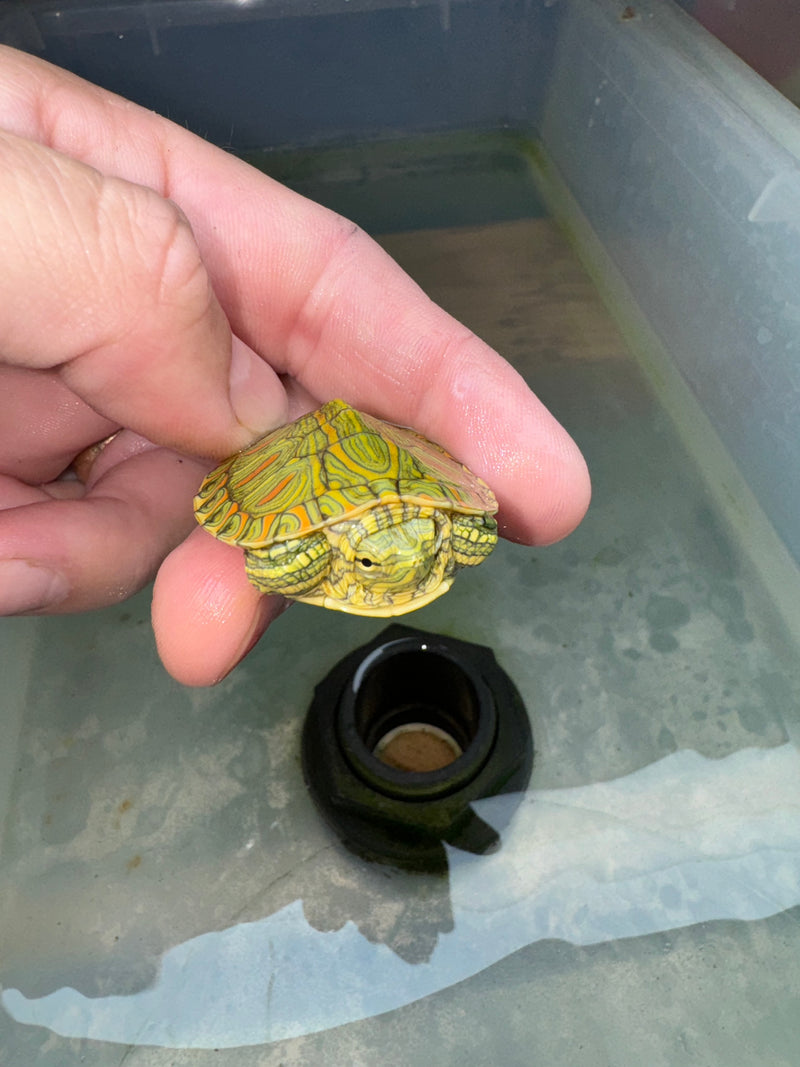 Hi Red Line Bred Pastel Red Eared Slider Turtle 2024