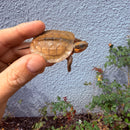 Vietnamese Three-striped Box Turtle