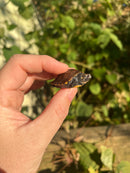 Keeled Box Turtle Baby