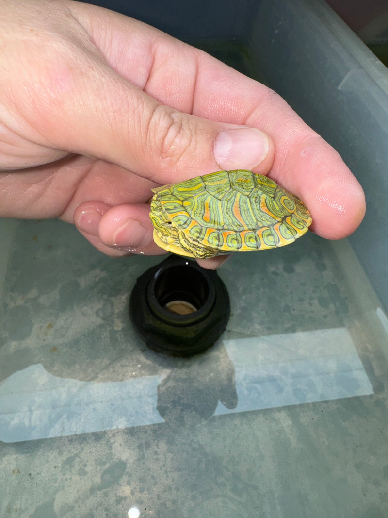 Hi Red Line Bred Pastel Red Eared Slider Turtle 2024