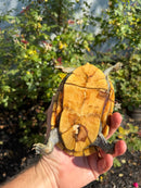 Hypo Yellow Scorpion Mud Turtle Adult Pair