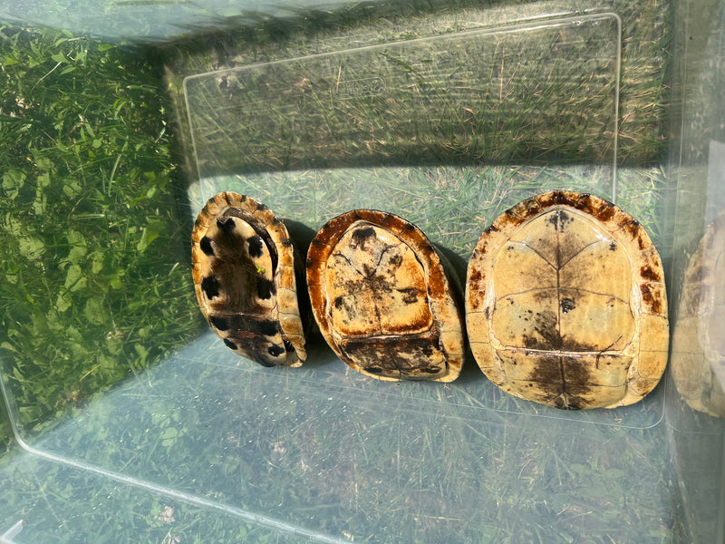 Sumatran Asian Box Turtle Adult Trio (Cuora amboinesis kamaroma)