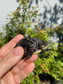 HI YELLOW Florida Box Turtle