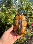 Hypo Yellow Scorpion Mud Turtle Adult Pair