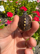 Hi Color Yellow Baby Eastern Box Turtle