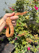 Red Salt Marsh Water Snake Adult Female