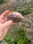 Hypo Stripe-necked Musk Turtle Adult Female