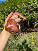 Yunnan Mountain Ratsnake Adult Pair