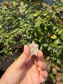 Albino Florida Snapping Turtle 2026
