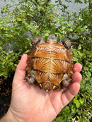 Spiny Hill Turtle CB 2025