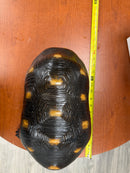 Barbados Red Foot Tortoise Adult Male