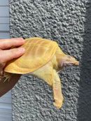 Albino Chinese Softshell Turtle Adult Male