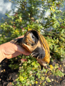Pacific Giant Musk Turtle Adult Male