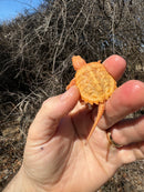 Baby Albino Common Snapping Turtle Female