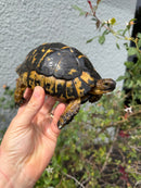 Mesopotamian Greek Tortoise Adult Male