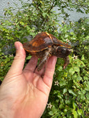 Spiny Hill Turtle CB 2025