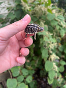 HI YELLOW Florida Box Turtle Baby