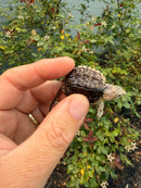 Hypomelanistic Common Snapping Turtle 2026