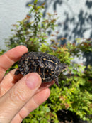 HI YELLOW Florida Box Turtle