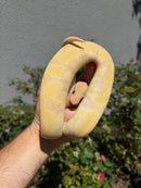 Banana Ball Python Mixed Morph Male
