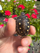 Hi Color Yellow Baby Eastern Box Turtle
