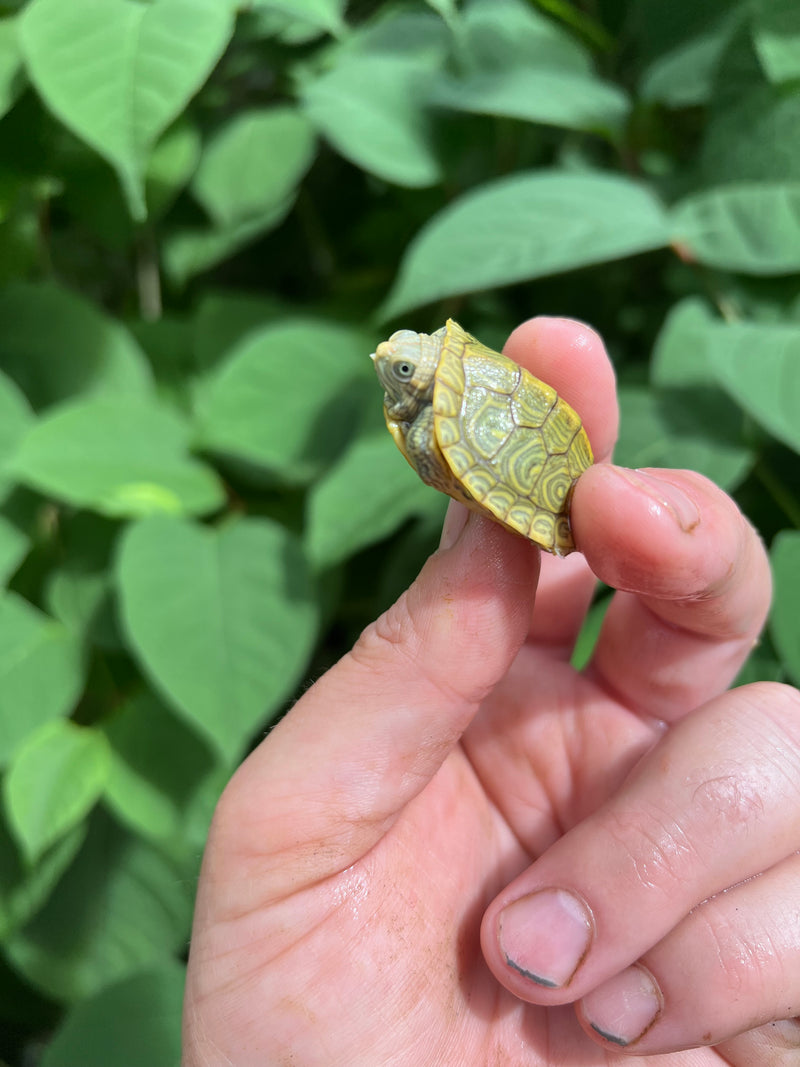 Pastel Clown Red Eared Slider Turtle 2024