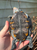 Ornate Diamondback Terrapin Female