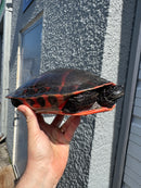 Super Red Northern Red Bellied Turtle Adult Female
