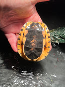 Golden Coin Box Turtle 2023