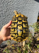 Eastern Hermann's Tortoise Adult Female
