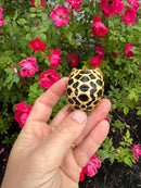 Sri Lankan Star Tortoise 2026