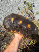 Barbados Red Foot Tortoise Adult Male